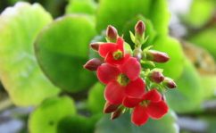 长寿花为什么致癌,探究其潜在风险与科学真相